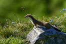 Hermelin sitzt auf einem Stein auf einer Wiese