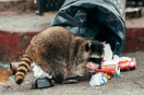 ein Waschbär wühlt in Müll auf einer Straße.