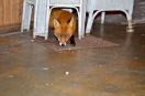 Fuchs sitzt auf Terrasse unter weißen Möbeln