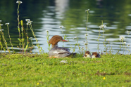 Gänsesägerfamilie auf Uferwiese