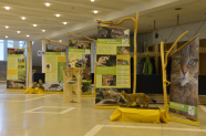 großer hell erleuchteter Saal mit Bannern und ausgestopften Wildkatzen.