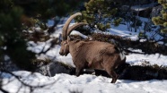 Steinbock im Wintereinstand