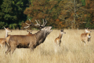 röhrender Hirsch mit weiblichen Tieren im Hintergrund