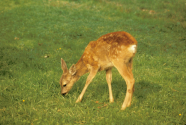 Junges Rehkitz auf einer Wiese beim Fressen.