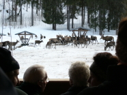 Besucher an einer Rotwildfütterung im Winter