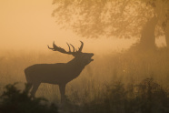 röhrender Hirsch im Nebel