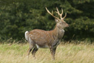 Ein Sikahirsch auf einer Wiese mit großem Geweih