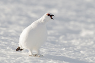 ein rufendes Alpenschneehuhn mit rein weißem Gefieder auf einer Schneefläche während des Rufens.