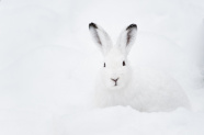 Schneehase im Schnee