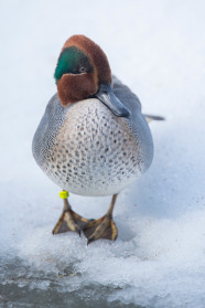 Krickente auf Eisfläche