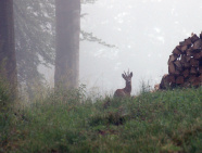 Rehwild neben Holzstoß im Nebel