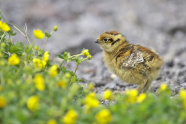 Alpenschneehuhn Küken vor Blumenwiese.