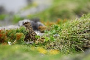 ein weibliches Aloenschneehuhn im Sommergefieder sitzt zwischen Grasbüscheln und Latschenkiefern.
