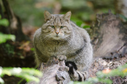 Wildkatze sitzt auf Baumstamm, frontal zum Fotografen