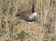 Kanadagans im Nest