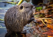 Nutria am Gewässer fressend