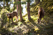 Muffelwild am Hang