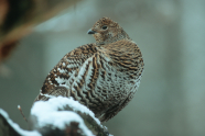 Birkhenne sitzt auf schneebedecktem Ast