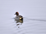 Krickente Erpel in Wasser