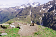 Murmeltier vor Alpenpanorama