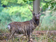 Ein großer Sikahirsch seitlich im lichten Wald. Er fällt durch sein großes Geweih mit mehreren Enden auf.