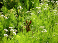 Feldhase versteckt sich im Gras