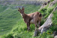 ein weiblicher Steinbock steht auf einer grünen alpinen Wieser mit Felsen.