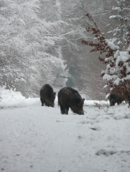 Schwarzwild auf Waldweg im Schnee