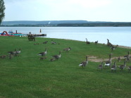 Grau- und Kanadagänse mit Jungtieren auf Wiese am See.