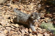 junge Wildkatze auf Waldboden