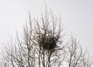 Nest der Elster 