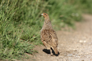 Ein Rebhuhn steht auf einem Feldweg, von hinten fotografiert