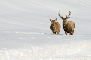 Hirsch und Alttier im Schnee