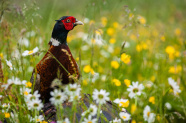 Fasanenhahn steht in bunter Blumenwiese