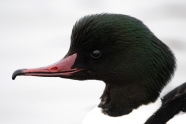 Gänsesägermännchen im Profil