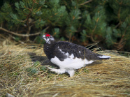 Alpenschneehuhn Hahn auf braunen Grasbüscheln mit Latschenkiefern im Hintergrund.