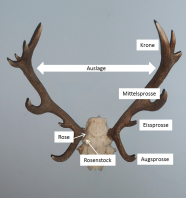 Geweih eines Rothirsches mit Bezeichnungen der unterschiedlichen Enden.