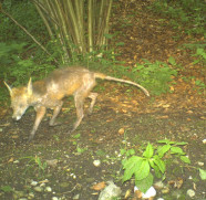 Fuchs mit starkem Räudebefall