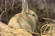 Wildkaninchen vor Bau