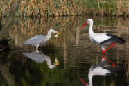 Graureiher und Storch stehen im Teich