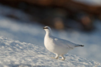 ein Alpenschneehuhn im weißen Wintergefieder auf einer Schneefläche.