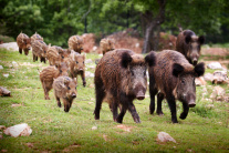 Rottenverband mit großen und kleinen Wildschweinen laufen über eine Wiese mit einzelnen Steinen.