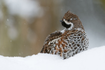 Haselwild im Winter. (© Wolfgang Kruck-Fotolia.com)