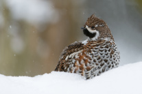 Haselwild Blickt auf die Seite im Schnee sitzend