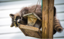 Ein Waschbär sitzt auf einem Vogelhaus