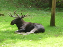 Elch liegt auf einer Wiese