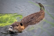 Nutria