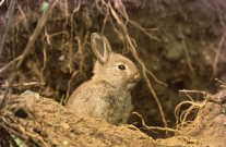 Wildkaninchen an Bau sitzend