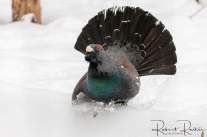 Auerhahn im Winter © Robert Reiter