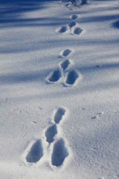 Spuren eines Schneehasen im Schnee
